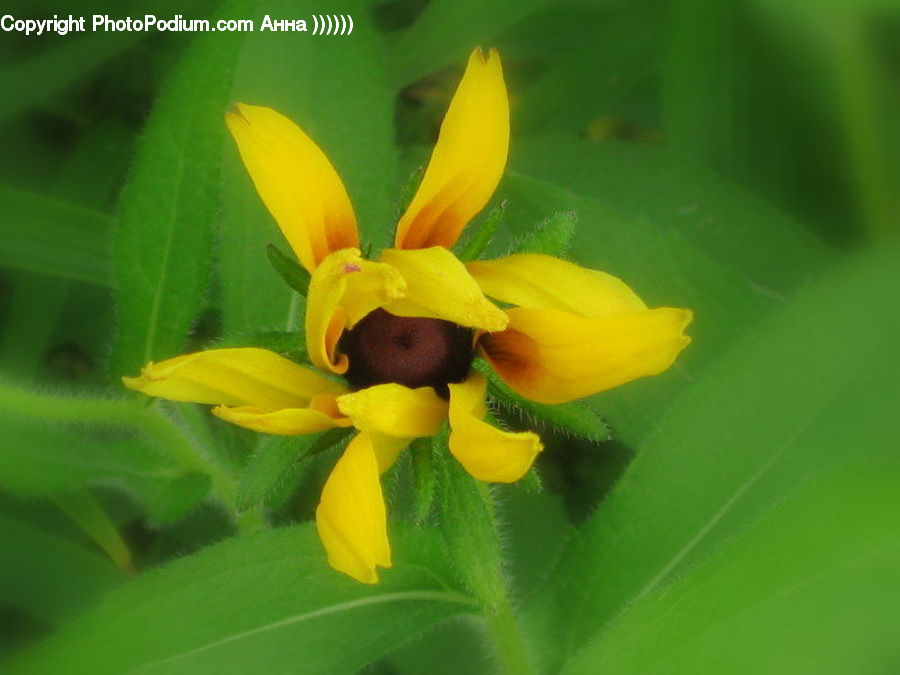 Blossom, Daffodil, Flora, Flower, Plant, Iris, Aquilegia