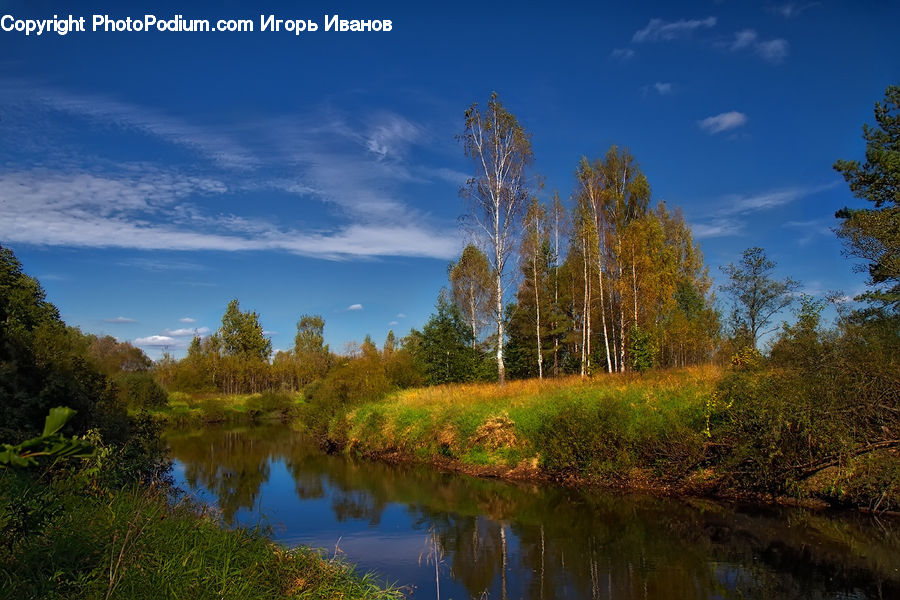 Land, Marsh, Outdoors, Swamp, Water, Pond, Field