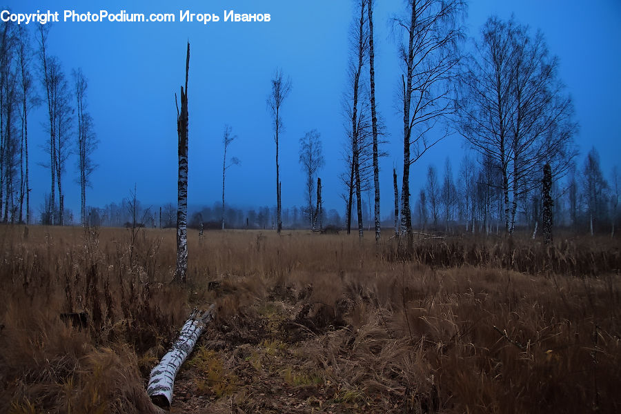 Birch, Tree, Wood, Field, Grass, Grassland, Plant