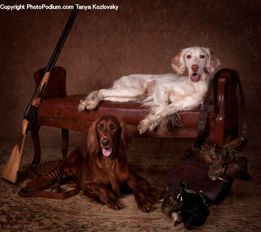 Animal, Canine, Cocker Spaniel, Dog, Mammal, Pet, Spaniel