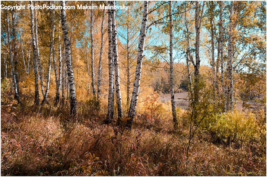 Birch, Tree, Wood, Forest, Vegetation, Conifer, Fir