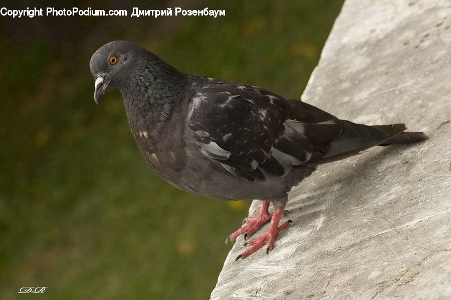 Bird, Pigeon, Dove