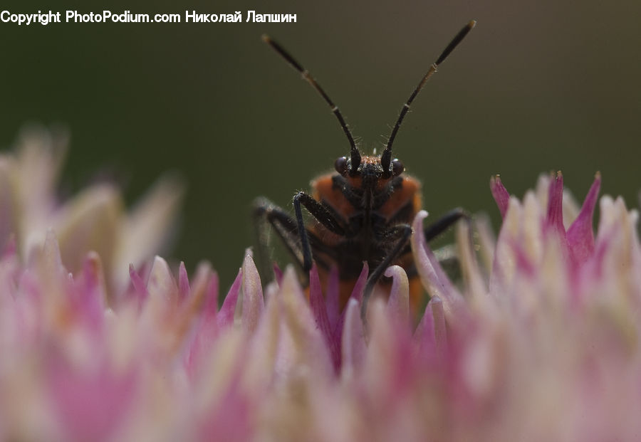 Bee, Insect, Invertebrate, Apidae, Bumblebee, Andrena, Asilidae