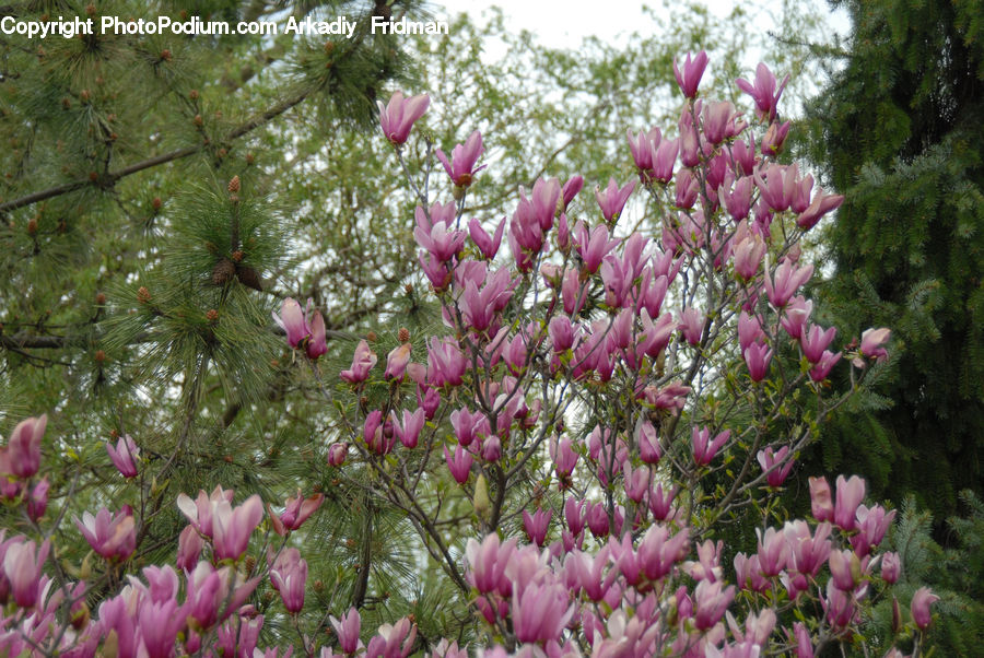 Blossom, Flora, Flower, Plant, Tulip, Conifer, Fir