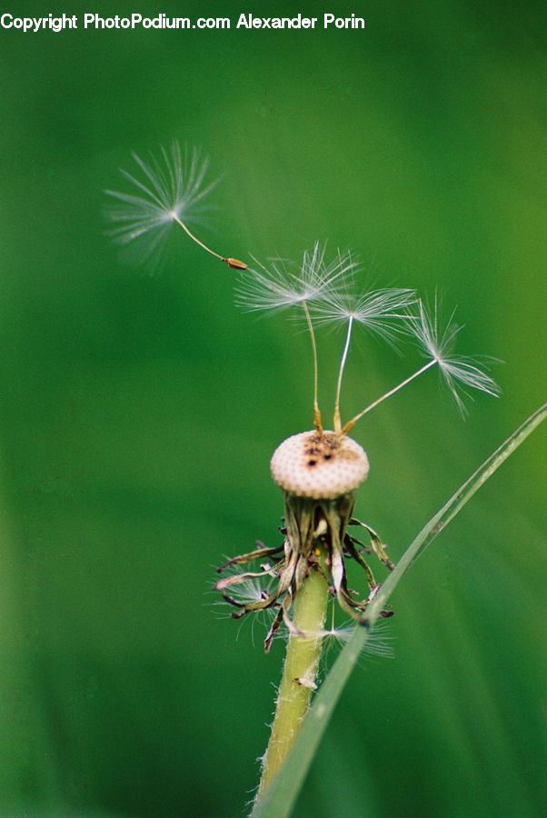 Arachnid, Garden Spider, Insect, Invertebrate, Spider, Butterfly, Moth