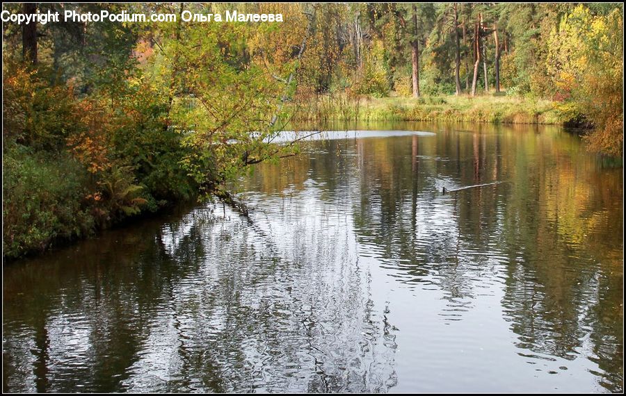 Outdoors, Pond, Water, Forest, Vegetation, Blossom, Flora