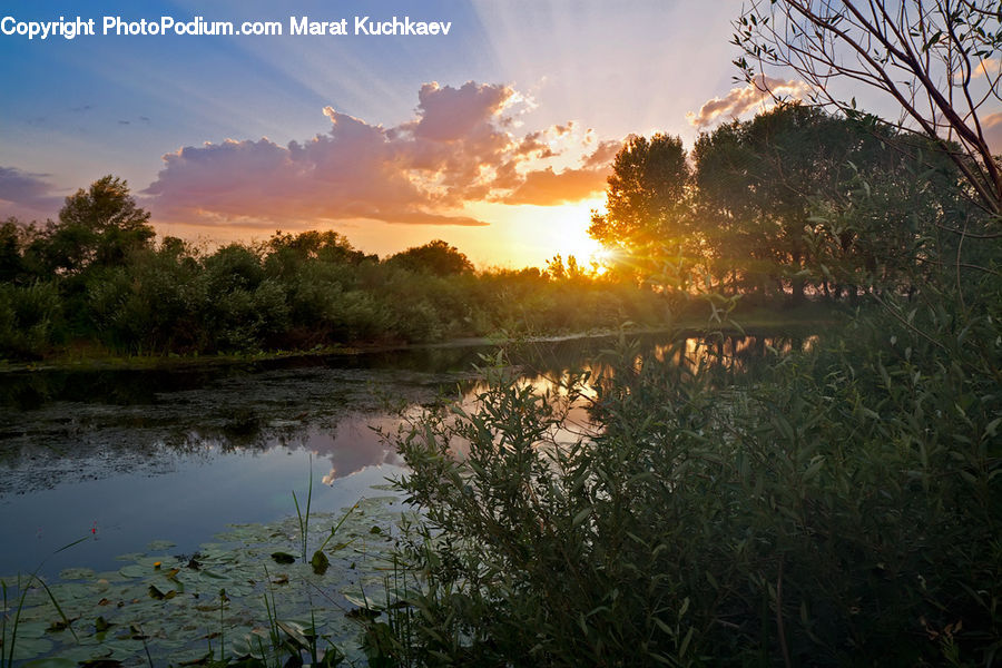Outdoors, Pond, Water, Grass, Plant, Reed, Dawn