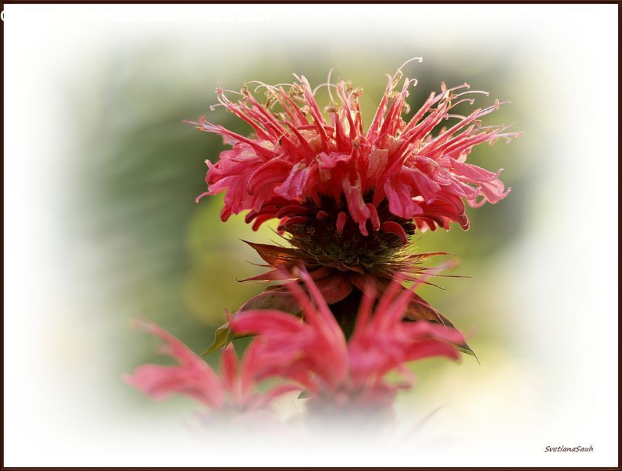 Blossom, Flora, Flower, Plant, Carnation, Asteraceae, Dahlia