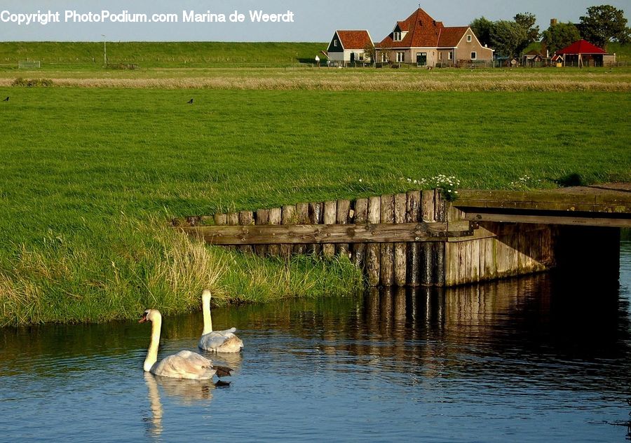 Bird, Goose, Waterfowl, Crane Bird, Heron, Field, Grass
