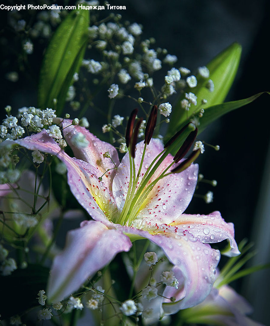 Blossom, Flora, Flower, Plant, Geranium, Flower Arrangement, Flower Bouquet