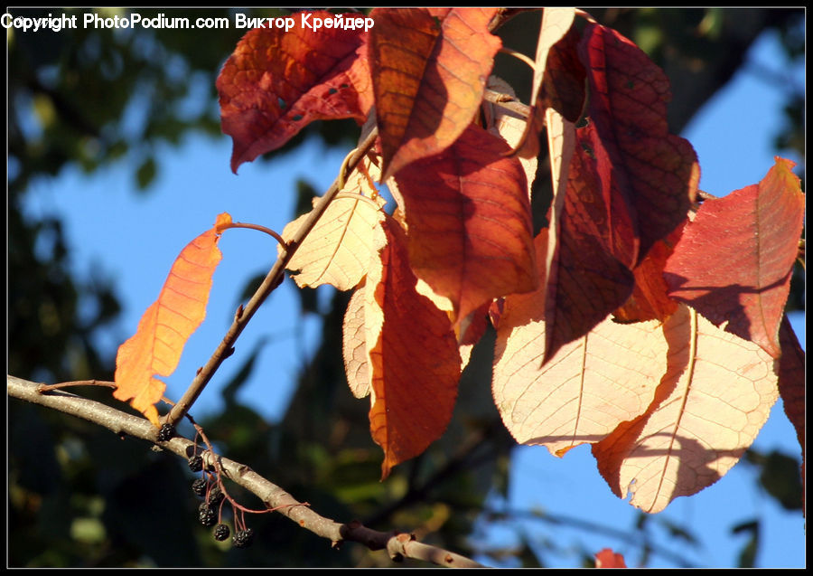 Veins, People, Person, Human, Maple, Maple Leaf, Plant