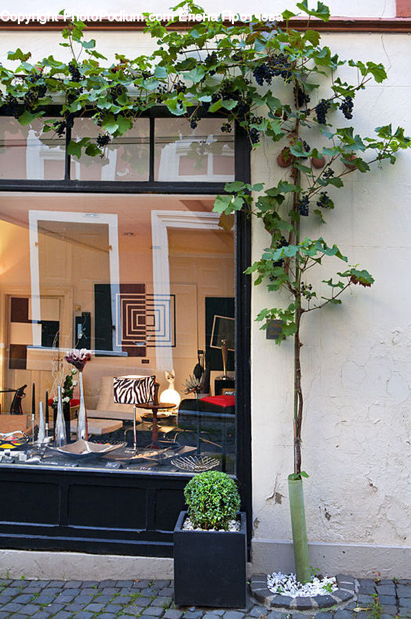Furniture, Plant, Vine, Planter, Potted Plant, Ivy, Bonsai