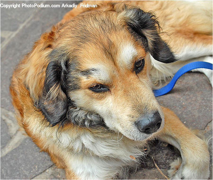 Animal, Canine, Dog, Mammal, Pet, Puppy, Golden Retriever