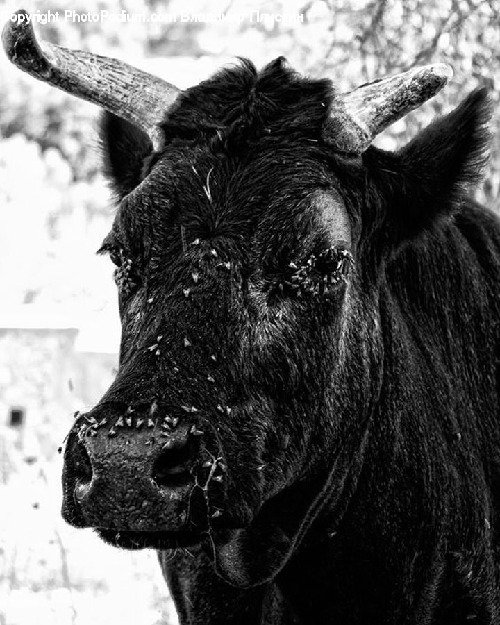 Animal, Cattle, Mammal, Angus, Bull
