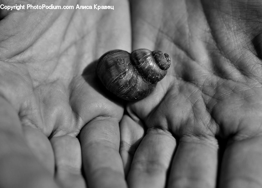 Acorn, Plant, Seed, Food, Nut
