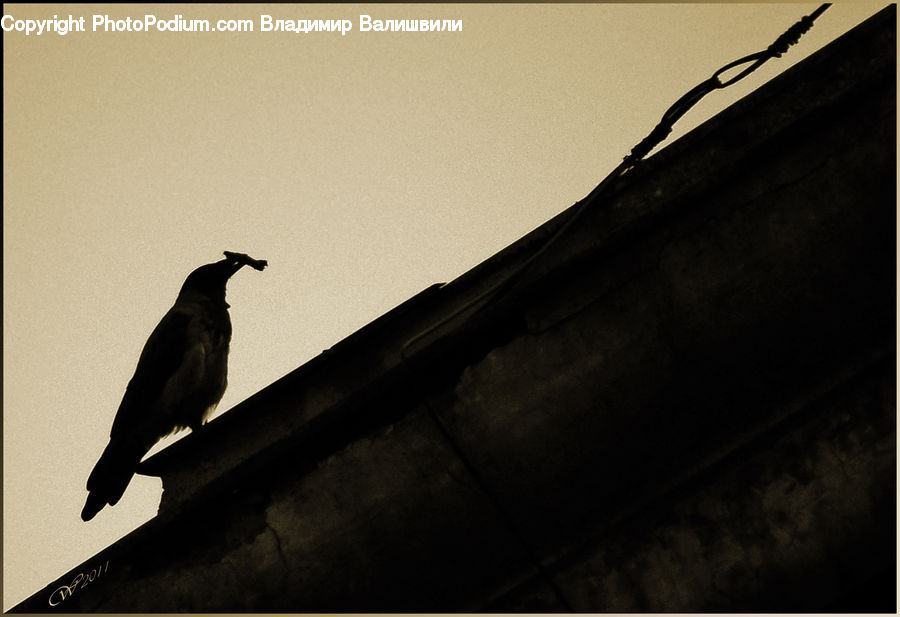 Bird, Blackbird, Crow