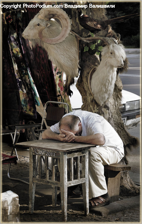 Asleep, Chair, Furniture, Carpenter, Person