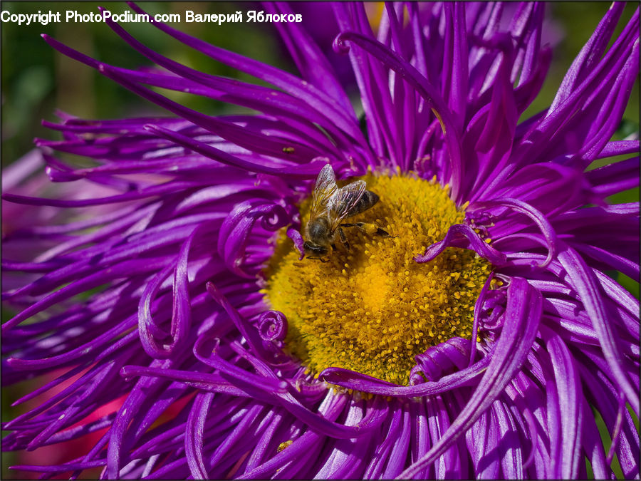 Aster, Blossom, Flower, Plant, Flora, Pollen, Asteraceae