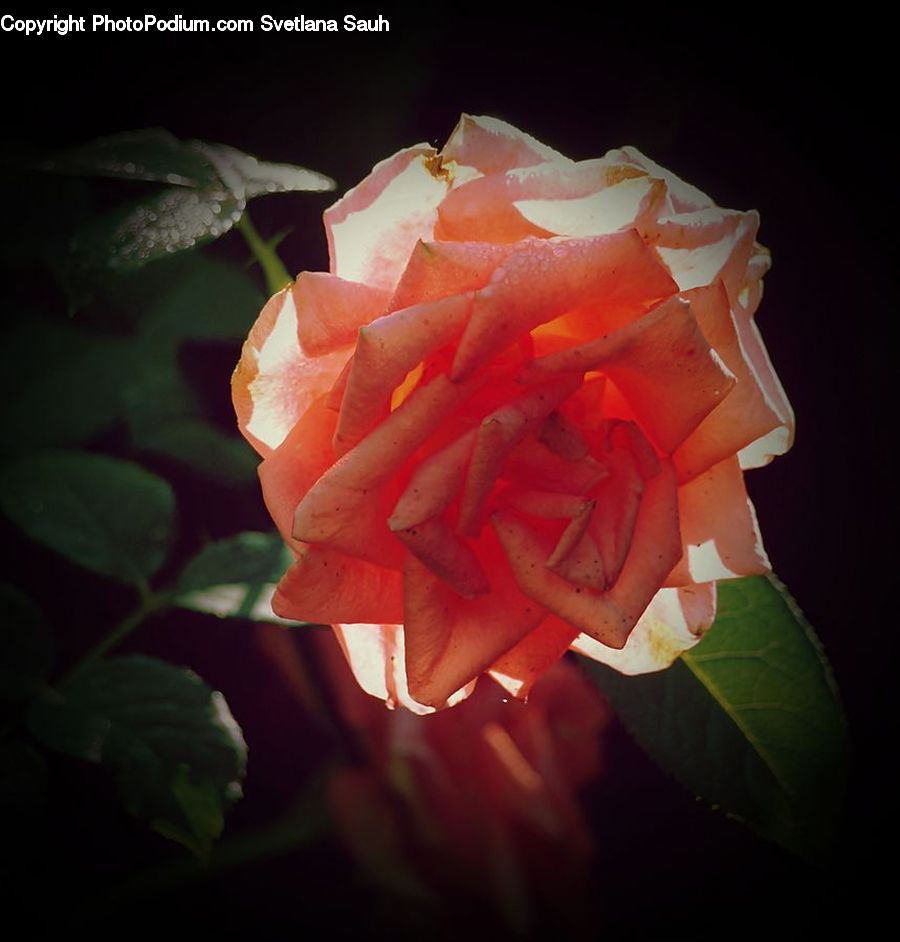 People, Person, Human, Blossom, Flower, Peony, Plant