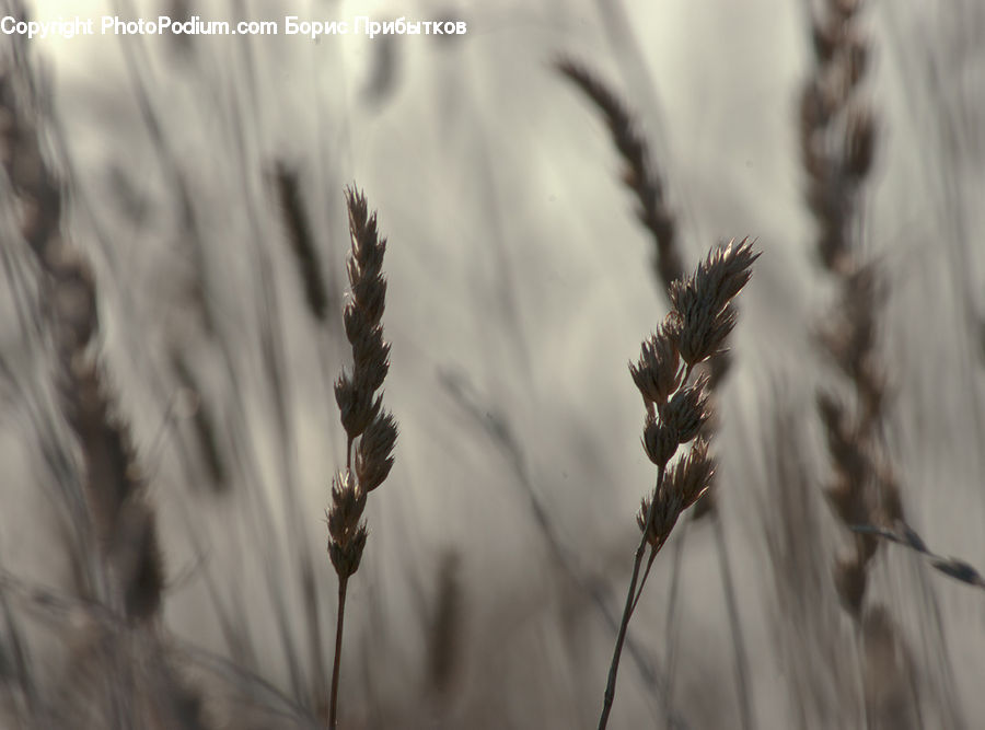 Field, Grass, Grassland, Plant, Reed, Grain, Wheat