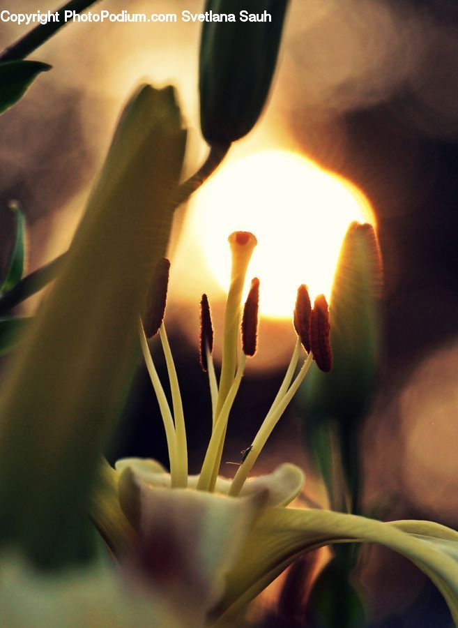 Candle, Fire, Flora, Flower, Lily, Plant, Anther