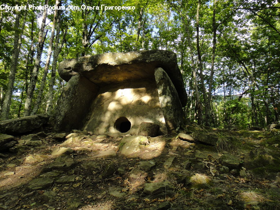 Hole, Bunker, Forest, Vegetation, Plant, Ruins