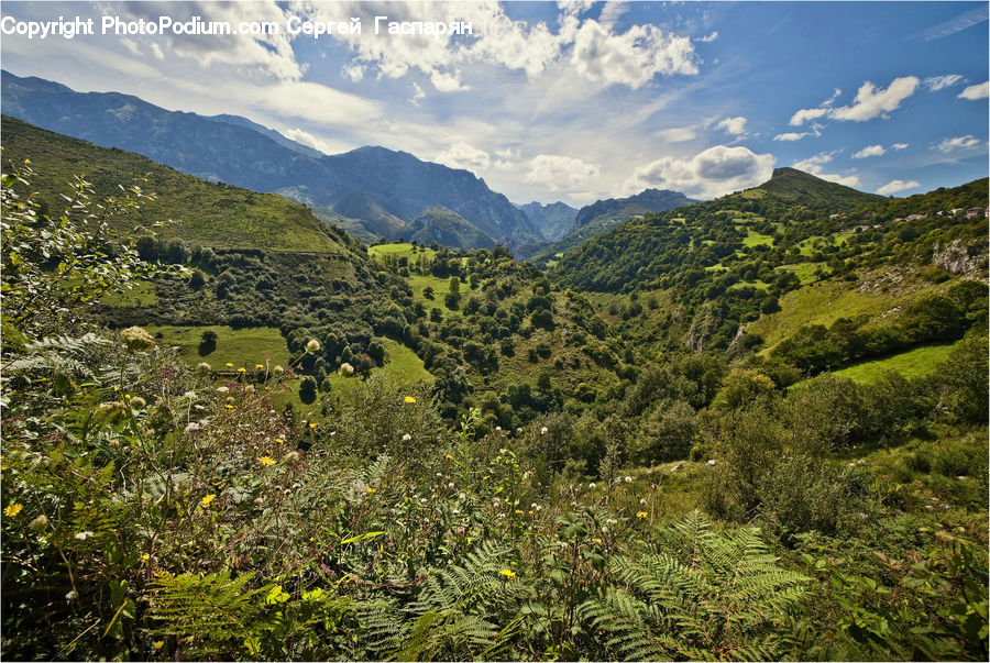 Forest, Jungle, Outdoors, Wilderness, Rainforest, Vegetation, Field