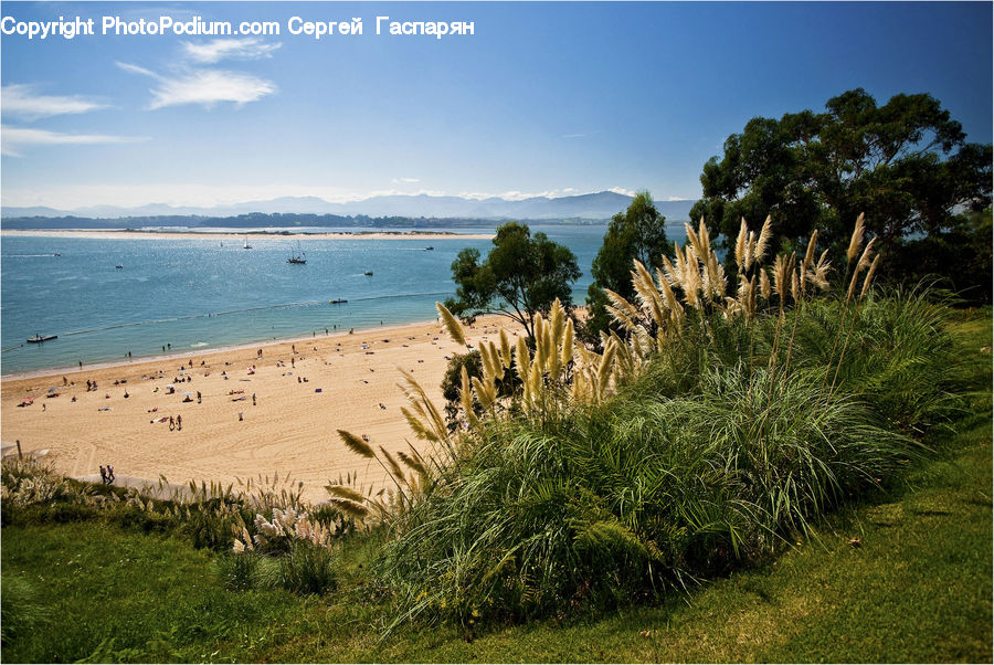 Field, Grass, Grassland, Plant, Beach, Coast, Outdoors