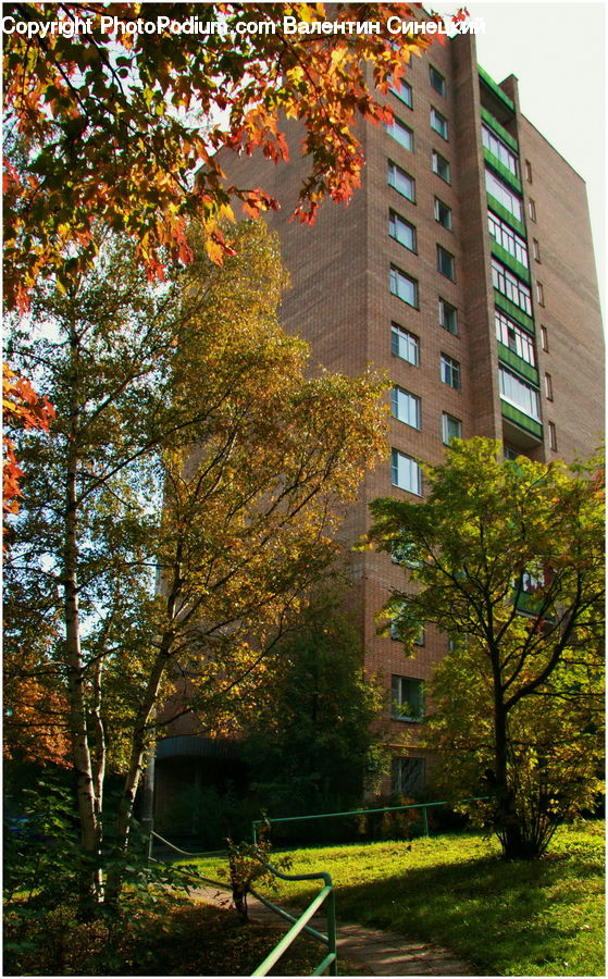Plant, Tree, Apartment Building, Building, High Rise, City, Downtown