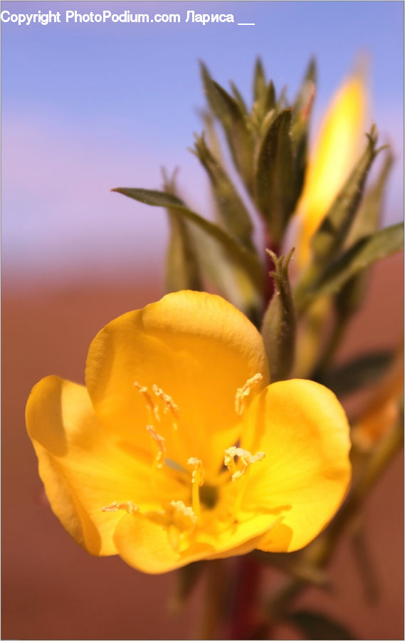 Flora, Flower, Gladiolus, Plant, Blossom, Flower Arrangement, Ikebana