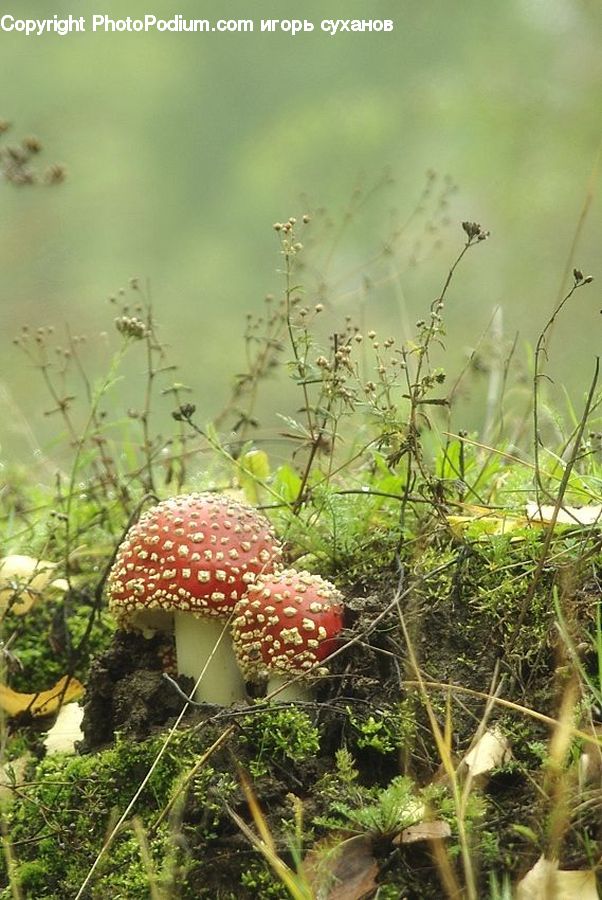 Agaric, Amanita, Fungus, Mushroom, Plant, Potted Plant, Moss