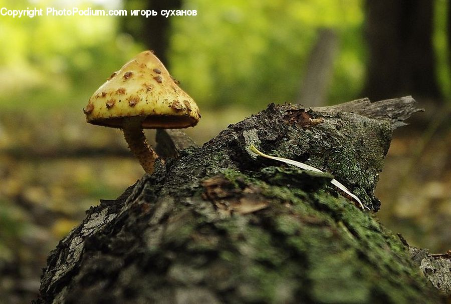 Agaric, Amanita, Fungus, Mushroom, Plant