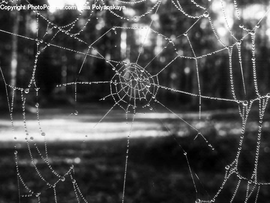 Insect, Spider Web, Arachnid, Garden Spider, Invertebrate, Spider, Argiope