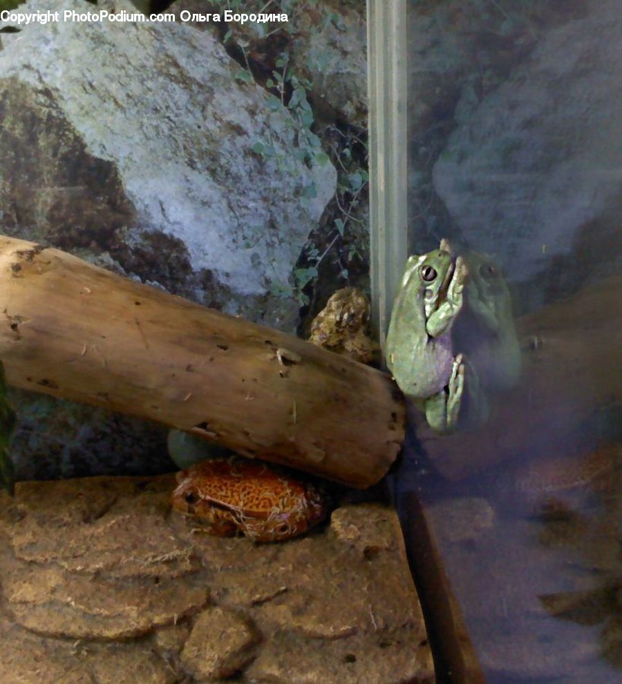 Amphibian, Frog, Wildlife
