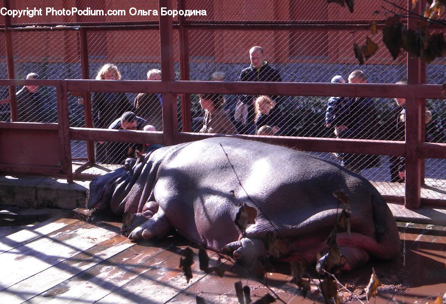 Animal, Elephant, Mammal, Zoo