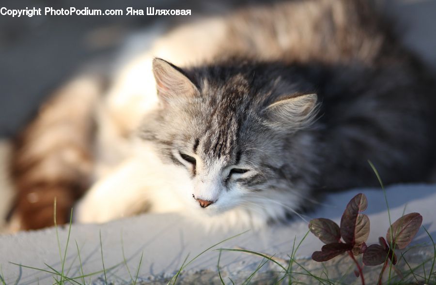 Animal, Cat, Kitten, Mammal, Pet, Manx, Butterfly