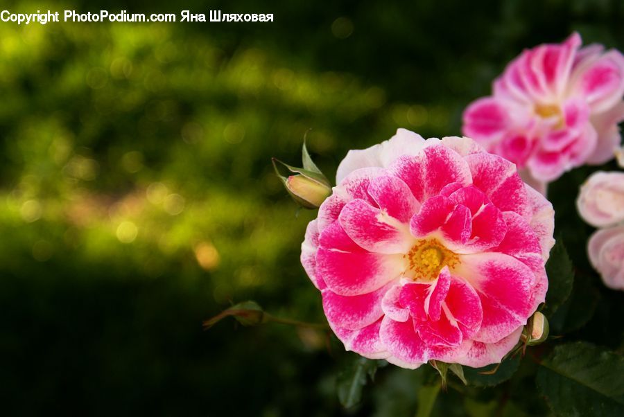 Blossom, Flora, Flower, Geranium, Plant, Petal, Carnation