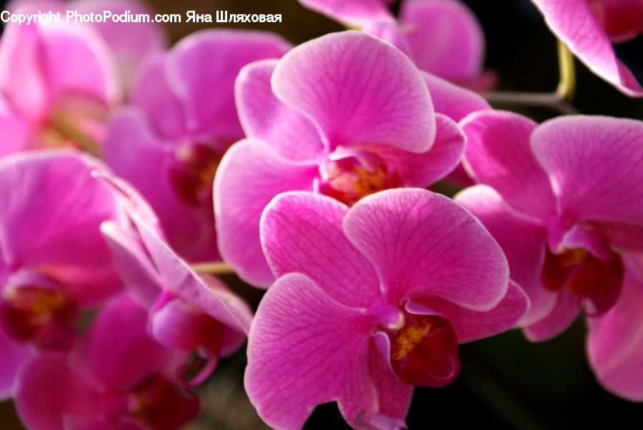 Blossom, Flora, Flower, Orchid, Plant, Geranium, Petal