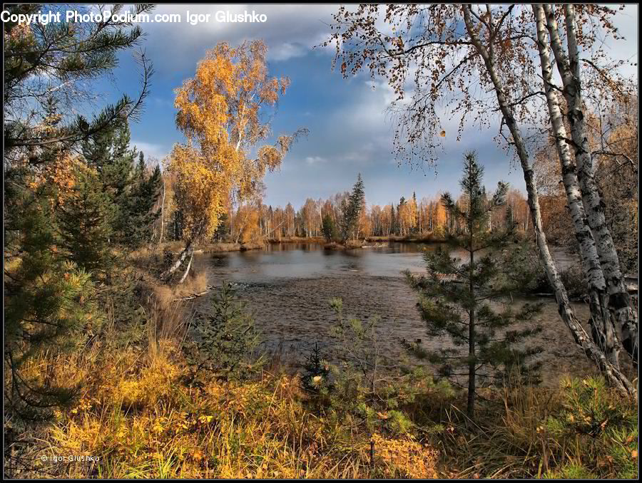 Conifer, Fir, Plant, Tree, Forest, Vegetation, Birch