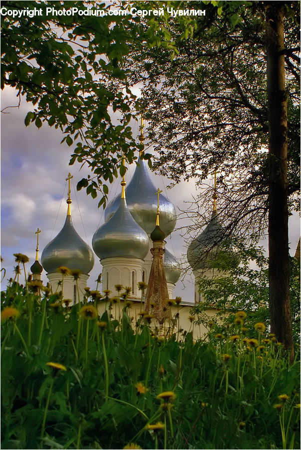 Plant, Potted Plant, Architecture, Cathedral, Church, Worship, Blossom