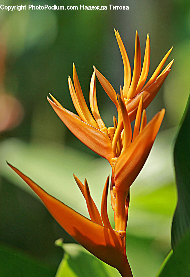 Flora, Flower, Lily, Plant, Blossom, Gladiolus, Aloe
