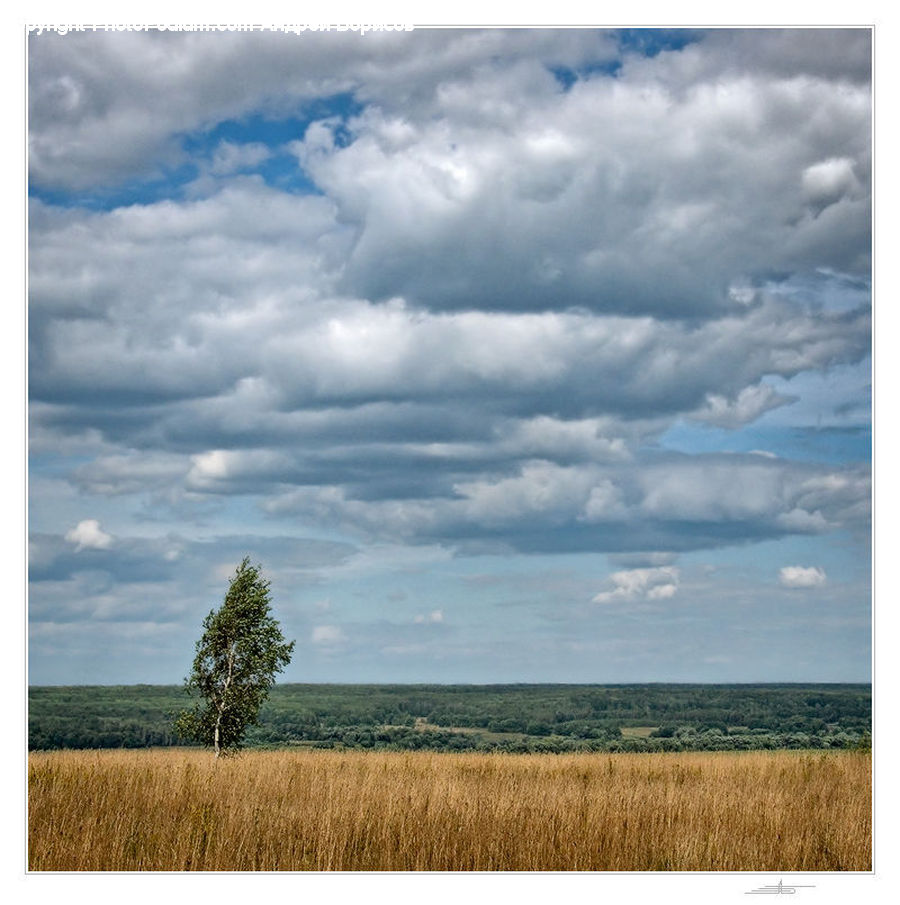 Field, Grass, Grassland, Land, Outdoors, Cloud, Cumulus