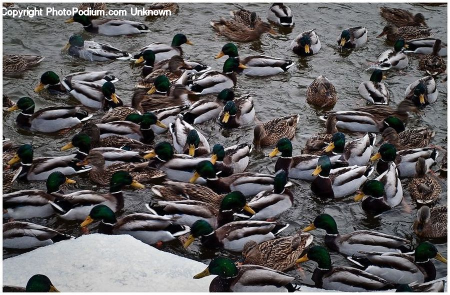 Bird, Duck, Mallard, Waterfowl, Teal, Booby, Rock