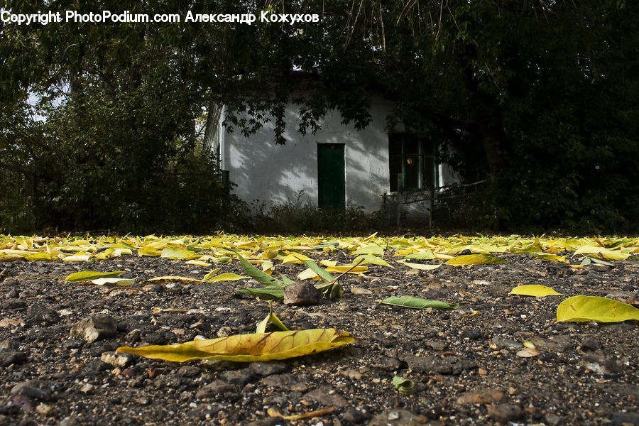 Bamboo, Bamboo Shoot, Produce, Vegetable, Ground, Soil, Rubble