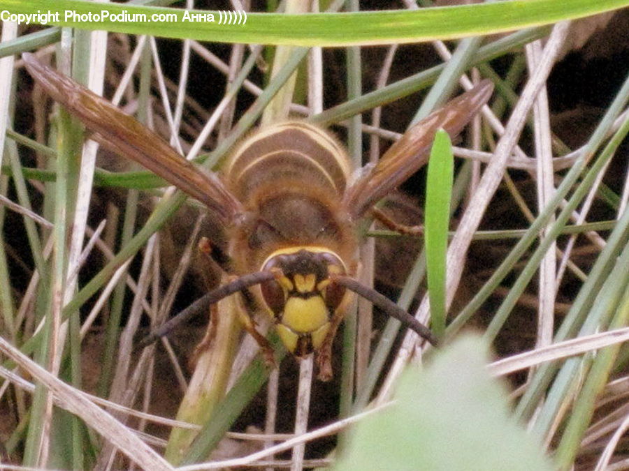 Arachnid, Garden Spider, Insect, Invertebrate, Spider, Mantis, Bee