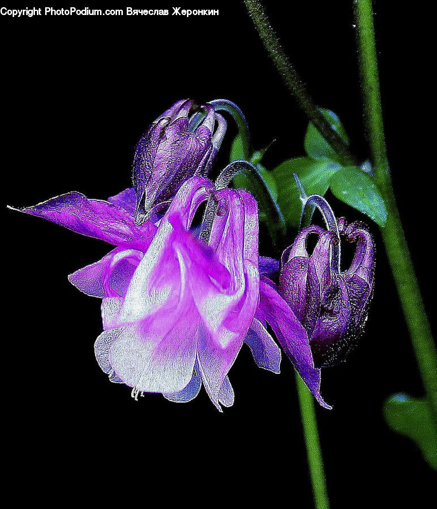 Blossom, Flora, Flower, Geranium, Plant, Aquilegia, Acanthaceae