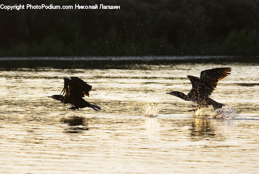 Outdoors, Sea, Sea Waves, Water, Bird, Waterfowl, Hat