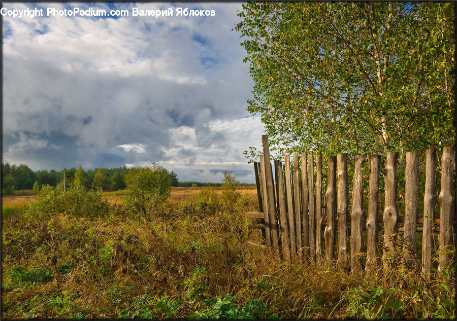Landscape, Nature, Scenery, Field, Grass, Grassland, Plant