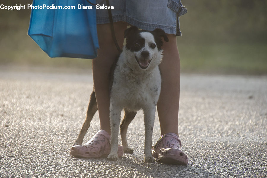 Animal, Canine, Dog, Mammal, Pet, Pointer, Footwear