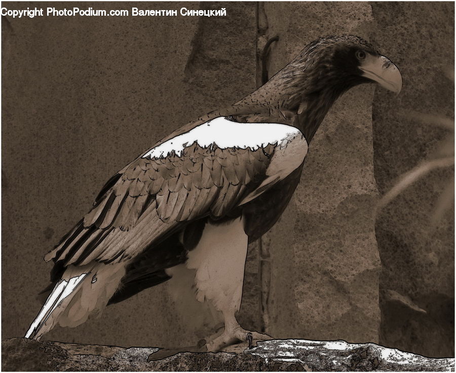 Beak, Bird, Booby, Asphalt, Tarmac, Seagull, Ground